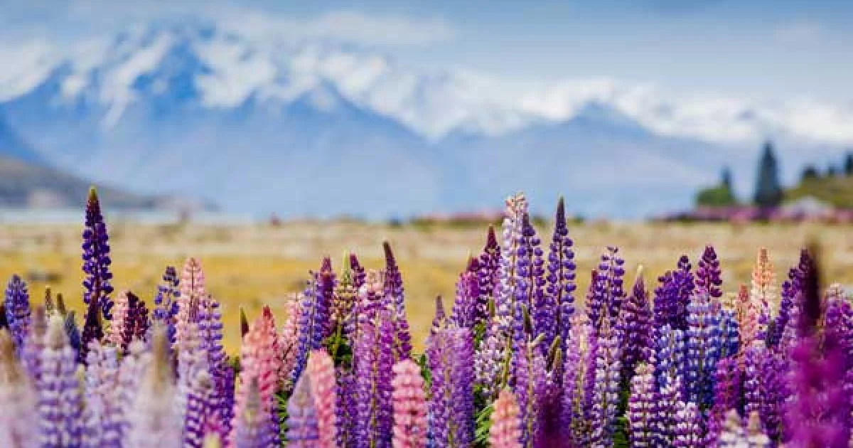 Spring Activities in New Zealand