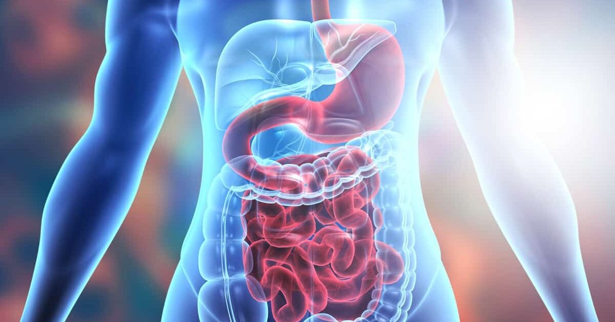 digestion